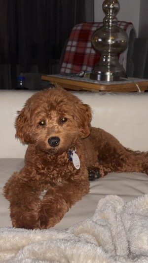 Photo of Cooper