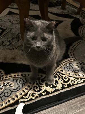 Photo of Beni