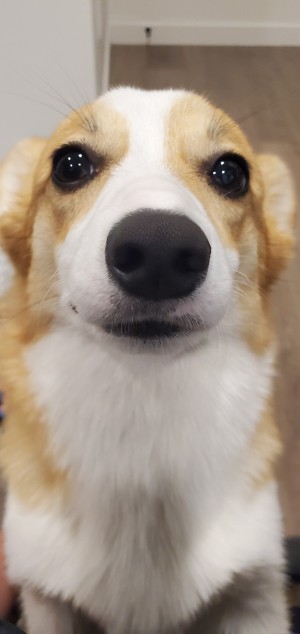 Photo of Harper