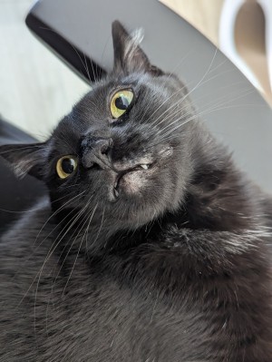 Photo of Merlin