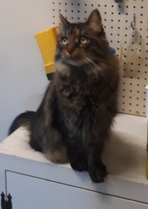 Photo of Maximillian