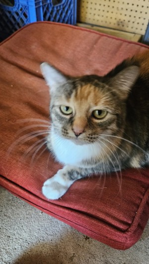 Photo of Nymeria