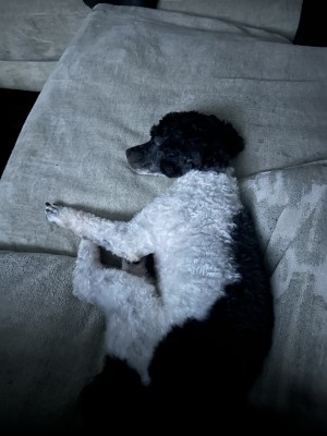 Photo of Mojo