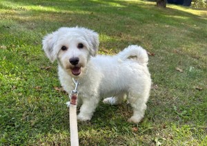 Photo of Mojo