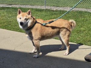 Photo of Hoshi