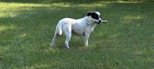 Photo of Luna