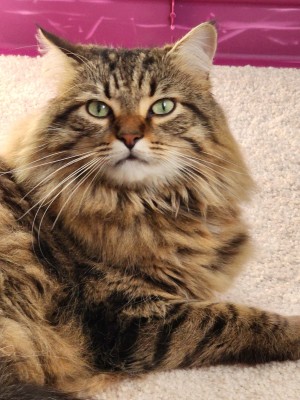 Photo of Rafiki