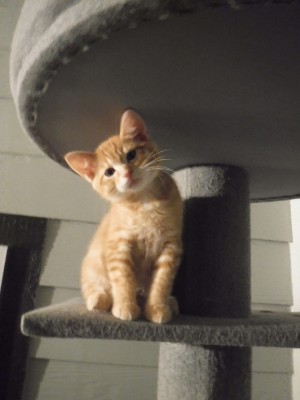 Photo of Orange Joy 2