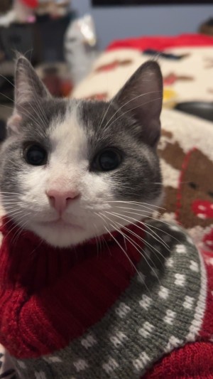 Photo of Chowder