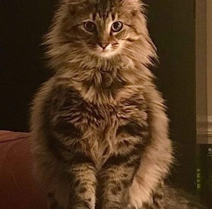 Photo of Kimchi