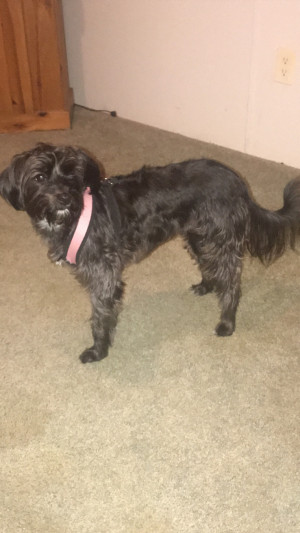 Photo of Bella