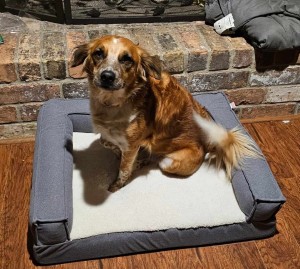 Photo of Sadie