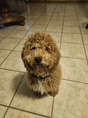 Photo of Moose