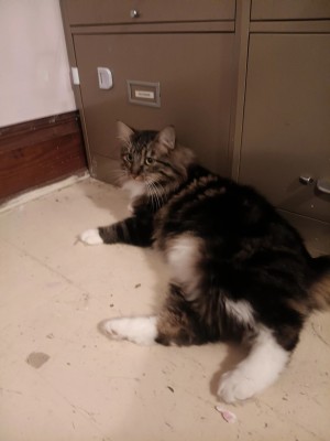 Photo of Fluffy