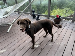 Photo of Tilly