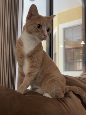 Photo of Willow