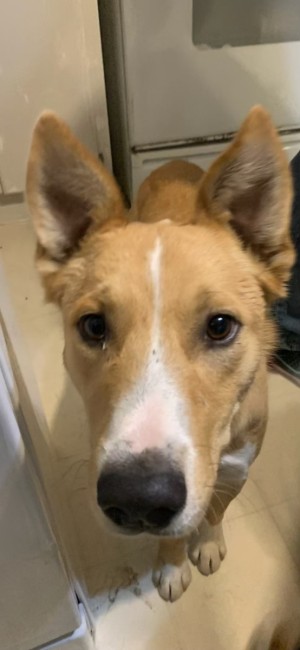 Photo of Little Boy Dog