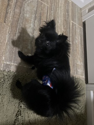 Photo of Chewbacca