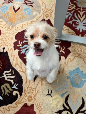 Photo of Scotty