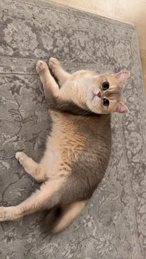 Photo of Pupu
