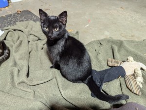 Photo of Inky