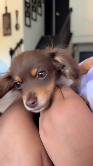 Photo of Brownie