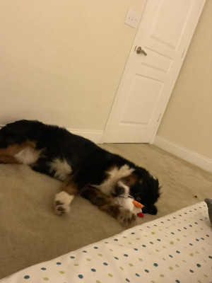 Photo of Paopao (Bubbles)