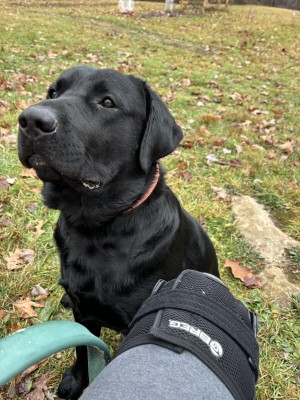Photo of Timber
