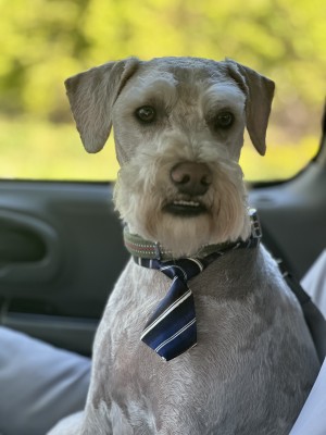 Photo of Samson