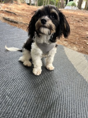 Photo of Charlie