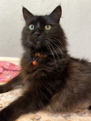 Photo of A Fluffy Cat