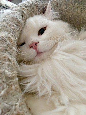 Photo of Gandalf