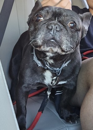 Photo of Rocky