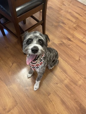 Photo of Hank