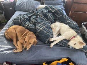 Photo of Roxy