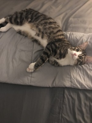 Photo of Sparky
