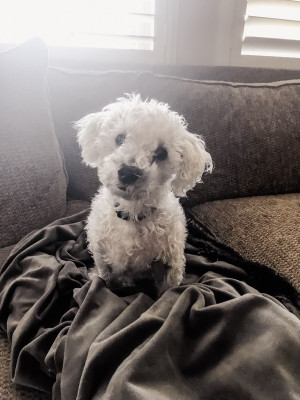 Photo of Roco