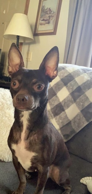 Photo of Mocha
