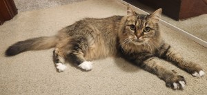 Photo of Chessie