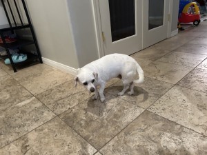 Photo of Roo