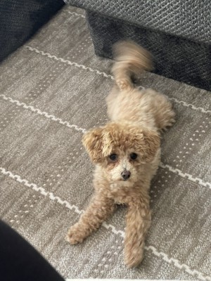 Photo of Ivy