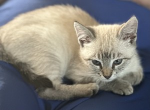 Photo of Toby