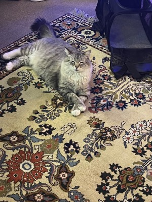 Photo of Mischa