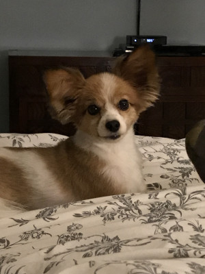 Photo of Scout