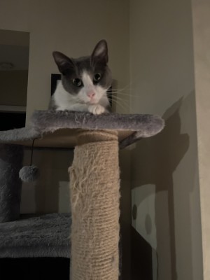 Photo of Chester And Mochi