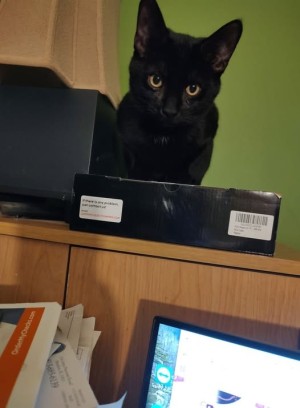 Photo of Licorice