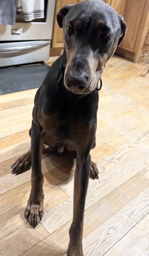 Photo of Harley