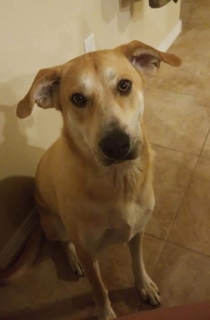 Photo of Penny