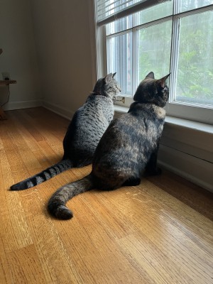 Photo of Moose And Goose