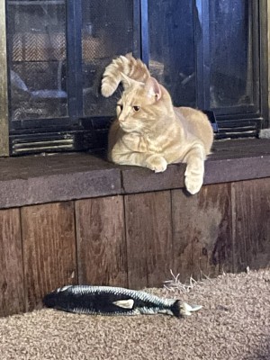 Photo of Bratwurst